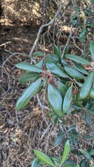 Comarostaphylis diversifolia diversifolia