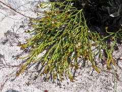 Thesium pseudovirgatum