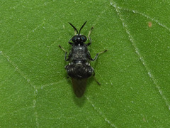 Cyphomyia erecta