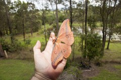 Opodiphthera loranthi