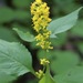 Broad-leaved Goldenrod - Photo (c) Dan Mullen, some rights reserved (CC BY-NC-ND)