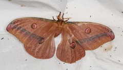 Opodiphthera loranthi