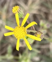 Senecio erosus