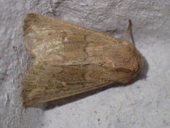 Mythimna ferrago