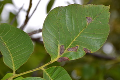 Ophiognomonia leptostyla