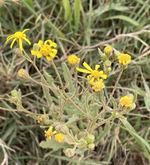 Senecio erosus