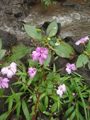 Impatiens pulcherrima
