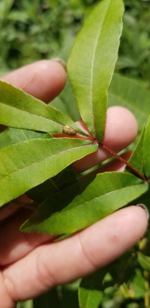 Phylloxera paludis