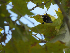 Acridotheres cristatellus