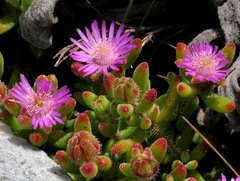 Drosanthemum stokoei