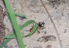 Dasymutilla quadriguttata