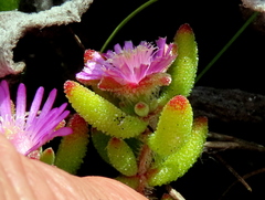 Drosanthemum stokoei