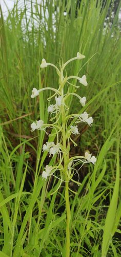 Commelina-Leaf Habenaria (Habenaria commelinifolia)