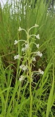 Habenaria commelinifolia