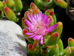 Drosanthemum stokoei