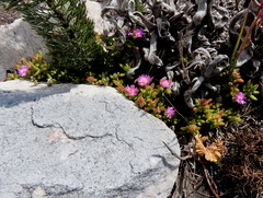 Drosanthemum stokoei