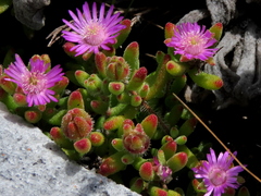 Drosanthemum stokoei