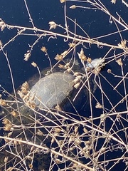 Pseudemys rubriventris