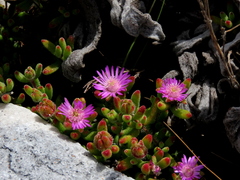 Drosanthemum stokoei