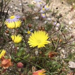 Lampranthus glaucus
