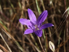 Brodiaea terrestris kernensis