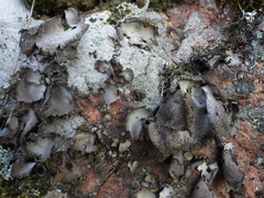 Umbilicaria hirsuta
