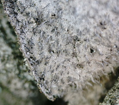 Umbilicaria hirsuta