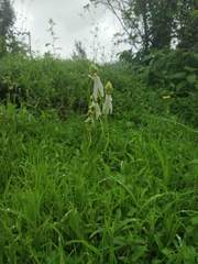Habenaria longicorniculata