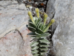 Gnidia imbricata