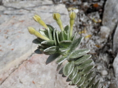 Gnidia imbricata