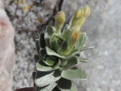 Gnidia imbricata