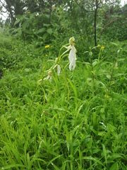 Habenaria longicorniculata