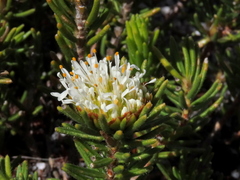 Agathosma hookeri