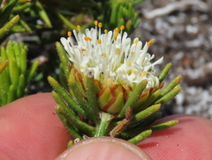 Agathosma hookeri