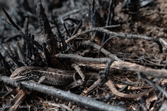 Stenocercus guentheri