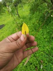 Crotalaria lutescens