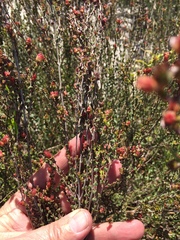 Stylapterus fruticulosus