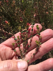 Stylapterus fruticulosus