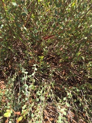 Stylapterus fruticulosus