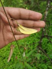 Crotalaria lutescens