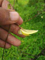 Crotalaria lutescens