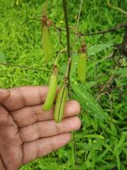 Crotalaria lutescens