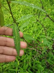 Crotalaria lutescens