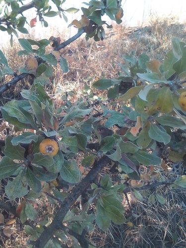 Image of Pyrus elaeagrifolia by (c) Михаил Орлов, some rights reserved (CC BY)