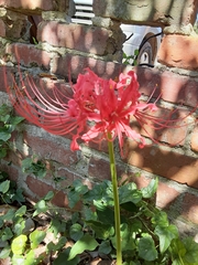 Lycoris radiata