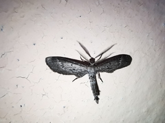 Glaucina nota