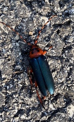 Stenaspis verticalis insignis