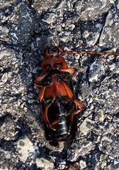 Stenaspis verticalis insignis