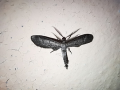 Glaucina nota