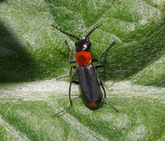 Malachius capillicornis